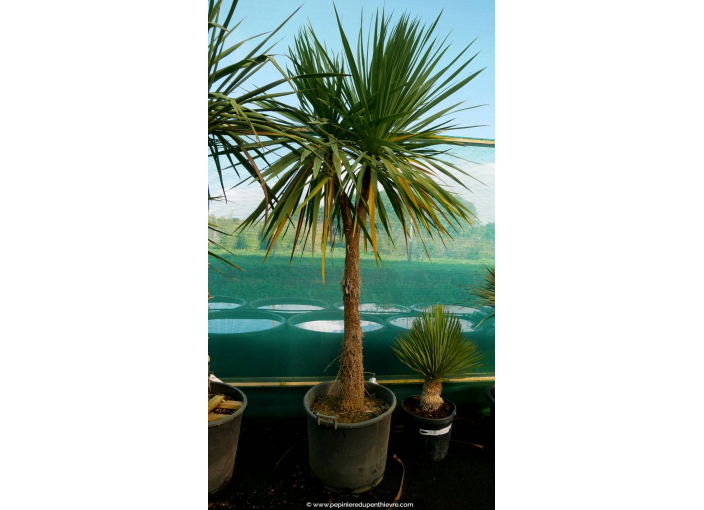 CORDYLINE australis 'Multitêtes 200/250'