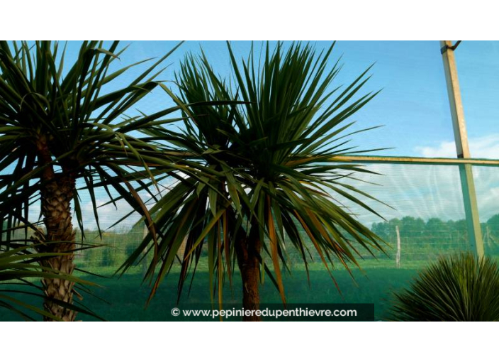 CORDYLINE australis 'Multitêtes 200/250'