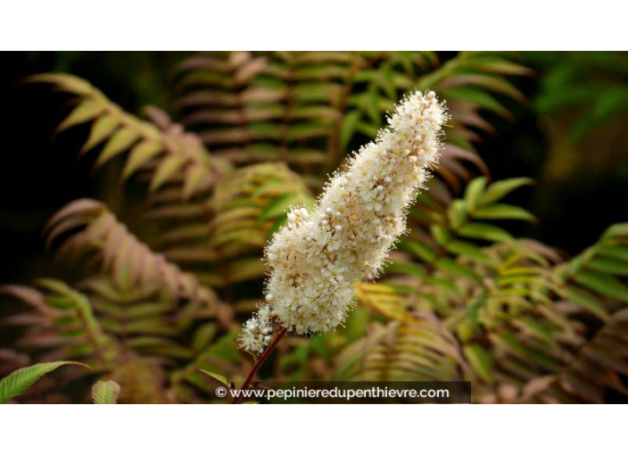 SORBARIA sorbifolia 'Sem' - Été SORBARIA sorbifolia 'Sem' - Été