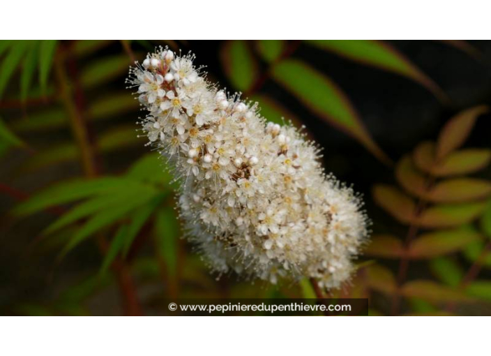 SORBARIA sorbifolia 'Sem' - Printemps SORBARIA sorbifolia 'Sem' - Printemps