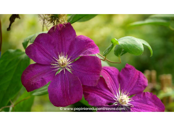 CLEMATIS 'Rouge Cardinal' - Été CLEMATIS 'Rouge Cardinal' - Été