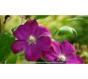 CLEMATIS 'Rouge Cardinal' - Été CLEMATIS 'Rouge Cardinal' - Été