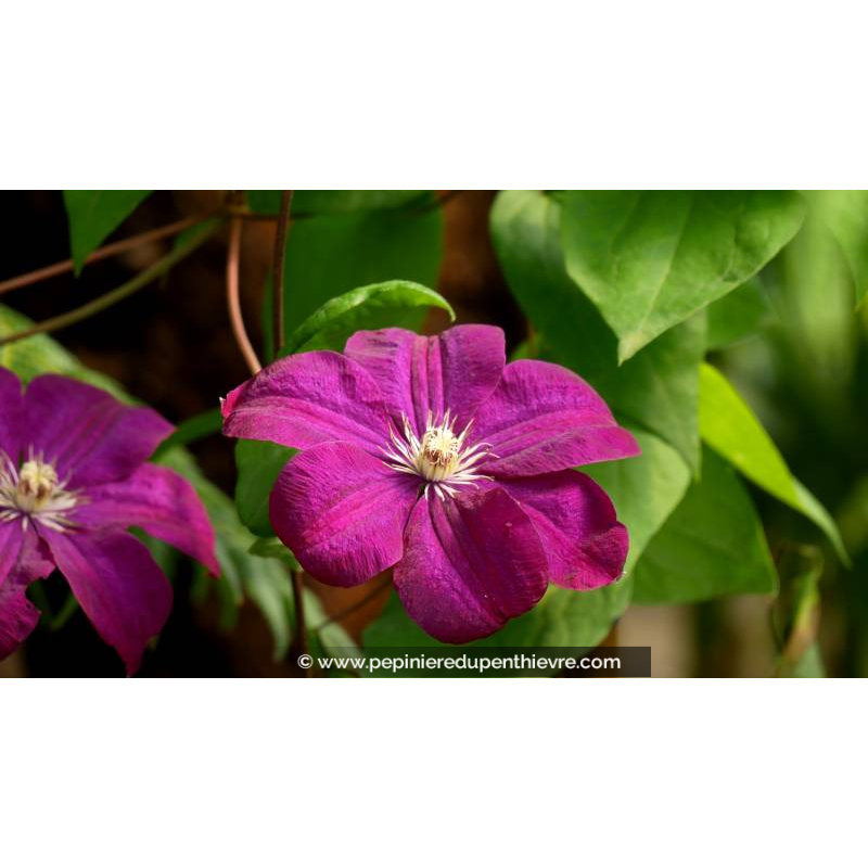 CLEMATIS 'Rouge Cardinal' - Été