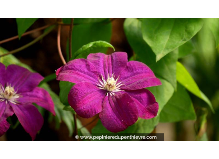 CLEMATIS 'Rouge Cardinal' - Été