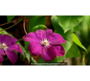 CLEMATIS 'Rouge Cardinal' - Été CLEMATIS 'Rouge Cardinal' - Été