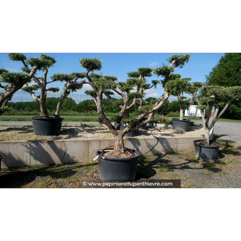 OLEA europaea - OLIVIER tronc vieillissant 'Plateaux 60/70'