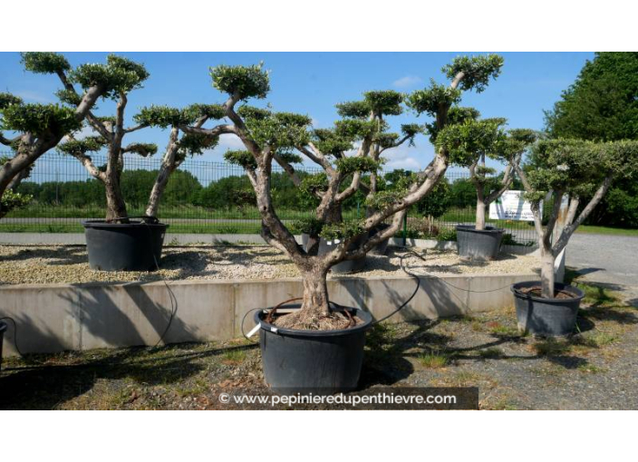 OLEA europaea - OLIVIER tronc vieillissant 'Plateaux 60/70'