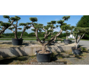 OLEA europaea - OLIVIER tronc vieillissant 'Plateaux 60/70'