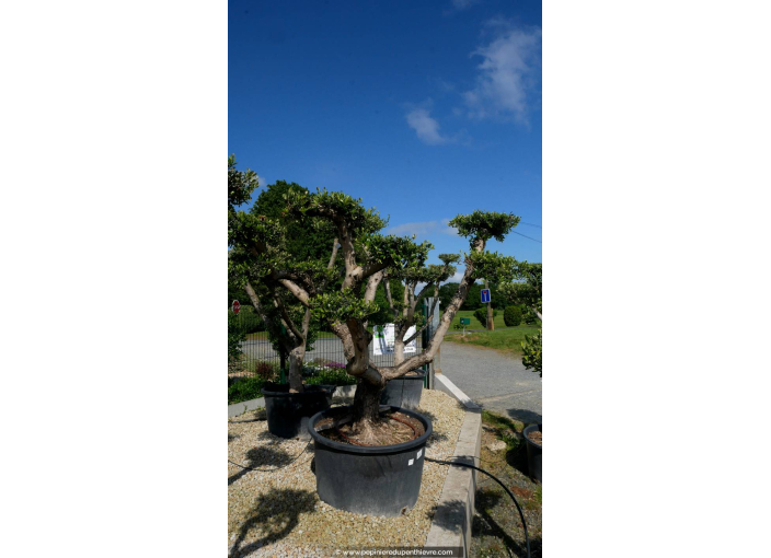 OLEA europaea - OLIVIER tronc vieillissant 'Plateaux 60/70'