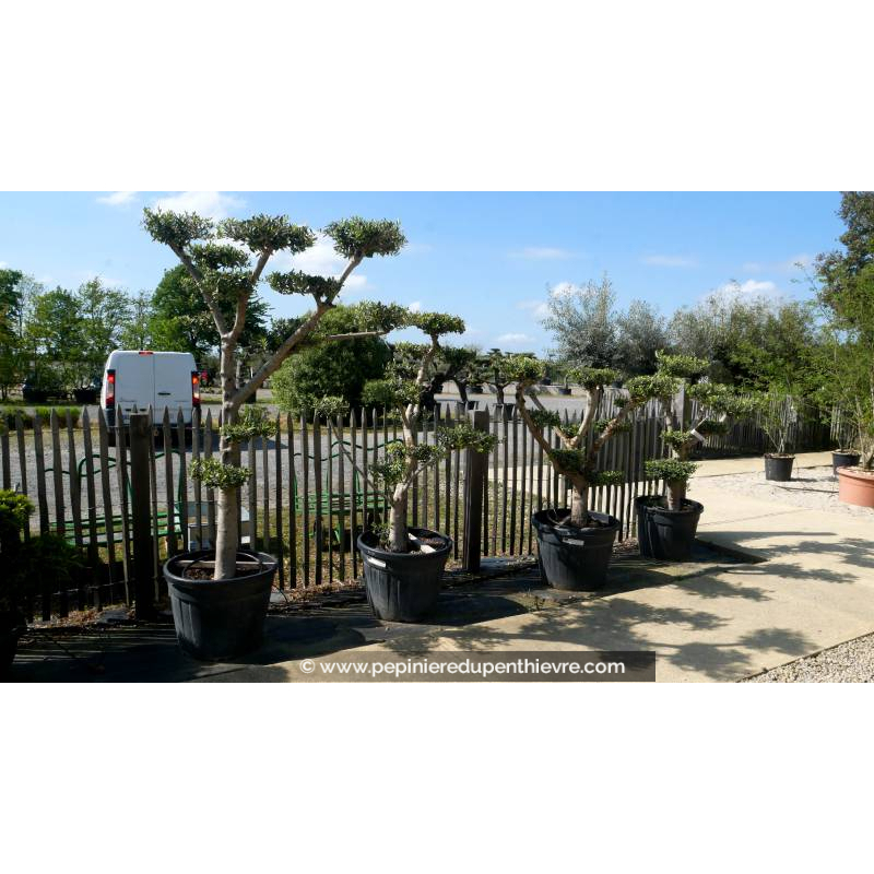 OLEA europaea - OLIVIER 'Plateaux Bonsaï 20/30'