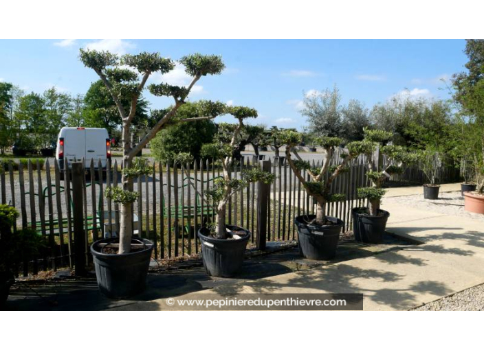 OLEA europaea - OLIVIER 'Plateaux Bonsaï 20/30'