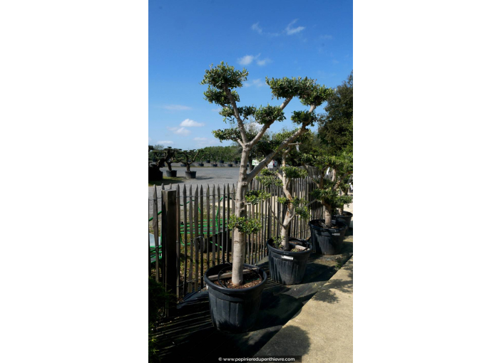 OLEA europaea - OLIVIER 'Plateaux Bonsaï 20/30'
