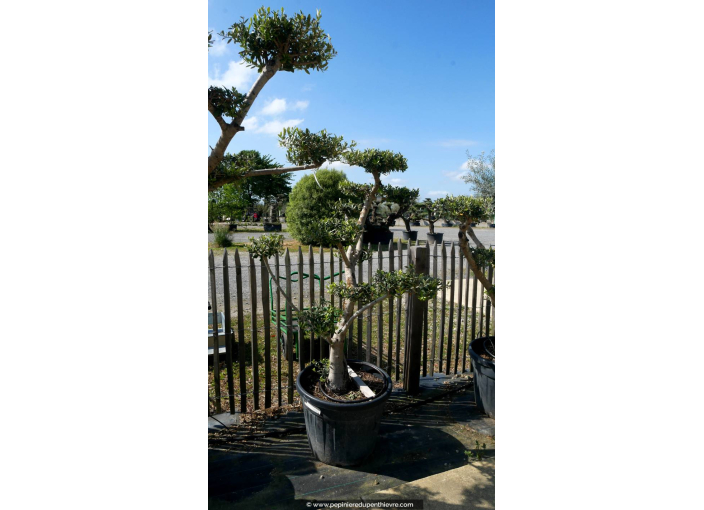 OLEA europaea - OLIVIER 'Plateaux Bonsaï 20/30'