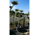 OLEA europaea - OLIVIER 'Plateaux Bonsaï 20/30'