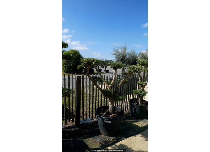 OLEA europaea - OLIVIER 'Plateaux Bonsaï 20/30'
