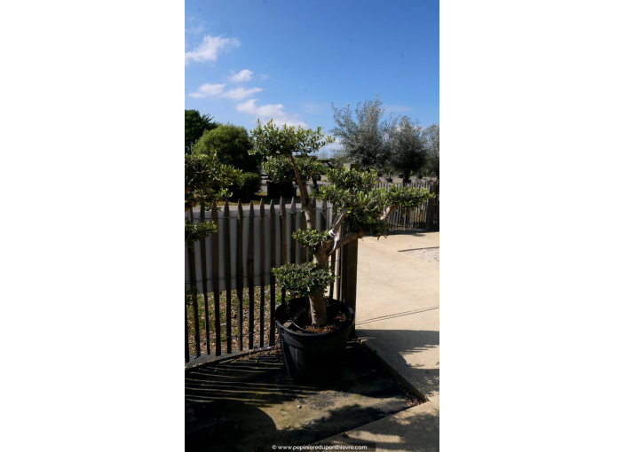 OLEA europaea - OLIVIER 'Plateaux Bonsaï 20/30'