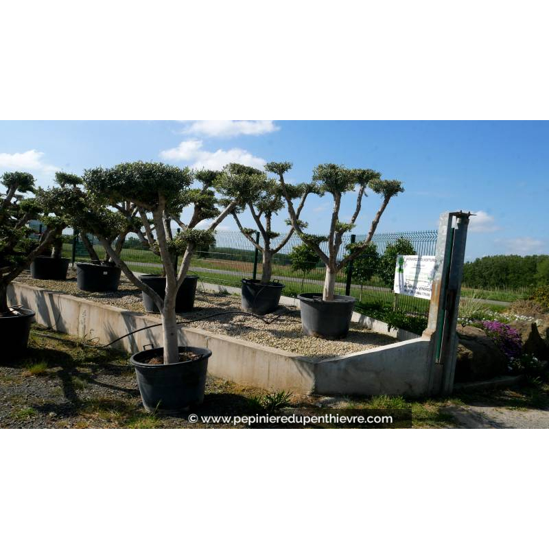 OLEA europaea - OLIVIER 'Plateaux Tronc Jeune 40/60'