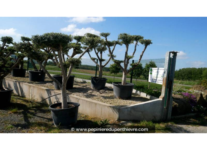 OLEA europaea - OLIVIER 'Plateaux Tronc Jeune 40/60'