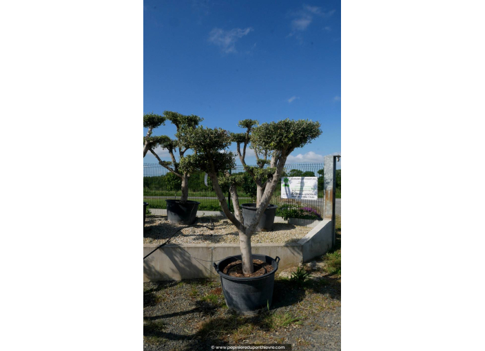 OLEA europaea - OLIVIER 'Plateaux Tronc Jeune 40/60'