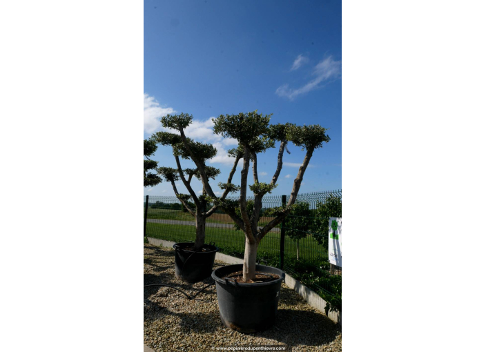 OLEA europaea - OLIVIER 'Plateaux Tronc Jeune 40/60'