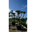 OLEA europaea - OLIVIER 'Plateaux Tronc Jeune 40/60'