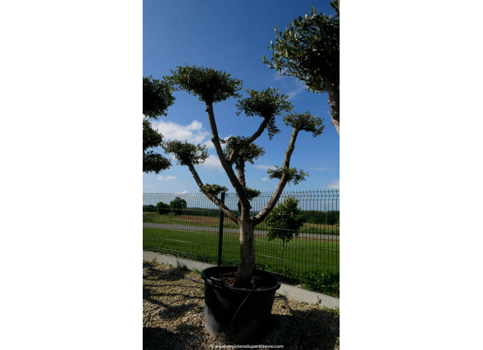 OLEA europaea - OLIVIER 'Plateaux Tronc Jeune 40/60'