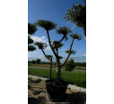 OLEA europaea - OLIVIER 'Plateaux Tronc Jeune 40/60'