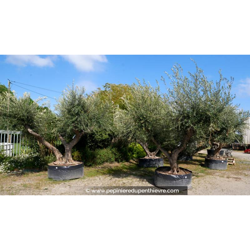 OLEA europaea - OLIVIER 'Vieux Tronc 150/160'