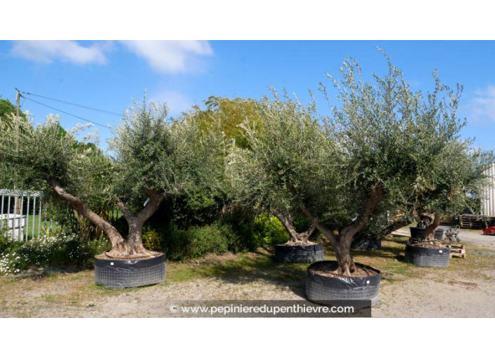 OLEA europaea - OLIVIER 'Vieux Tronc 150/160'