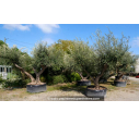 OLEA europaea - OLIVIER 'Vieux Tronc 150/160'