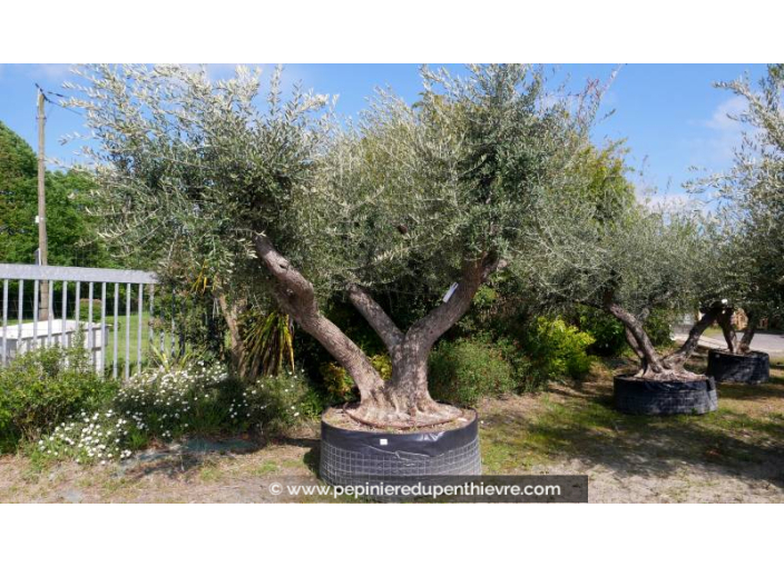 OLEA europaea - OLIVIER 'Vieux Tronc 150/160'