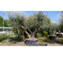 OLEA europaea - OLIVIER 'Vieux Tronc 150/160'