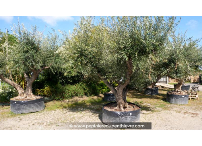 OLEA europaea - OLIVIER 'Vieux Tronc 150/160'