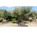 OLEA europaea - OLIVIER 'Vieux Tronc 150/160'