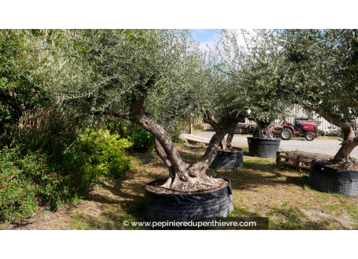 OLEA europaea - OLIVIER 'Vieux Tronc 150/160'