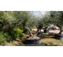 OLEA europaea - OLIVIER 'Vieux Tronc 150/160'