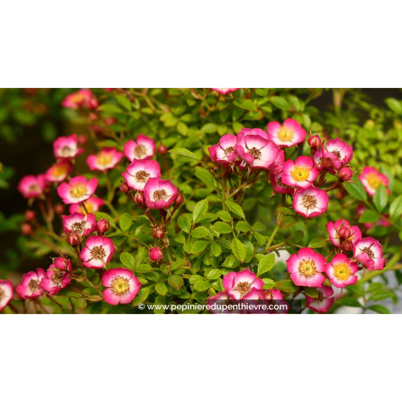 ROSA 'Cutie Pie'® - Été