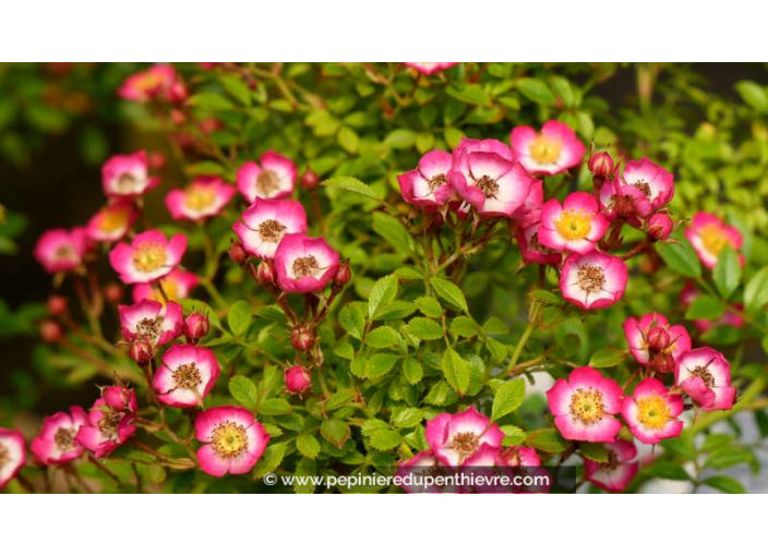 ROSA 'Cutie Pie'® - Été