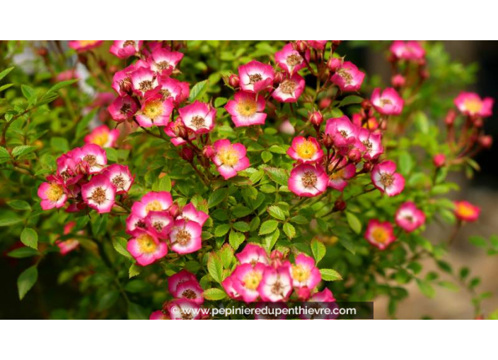 ROSA 'Cutie Pie'® - Été