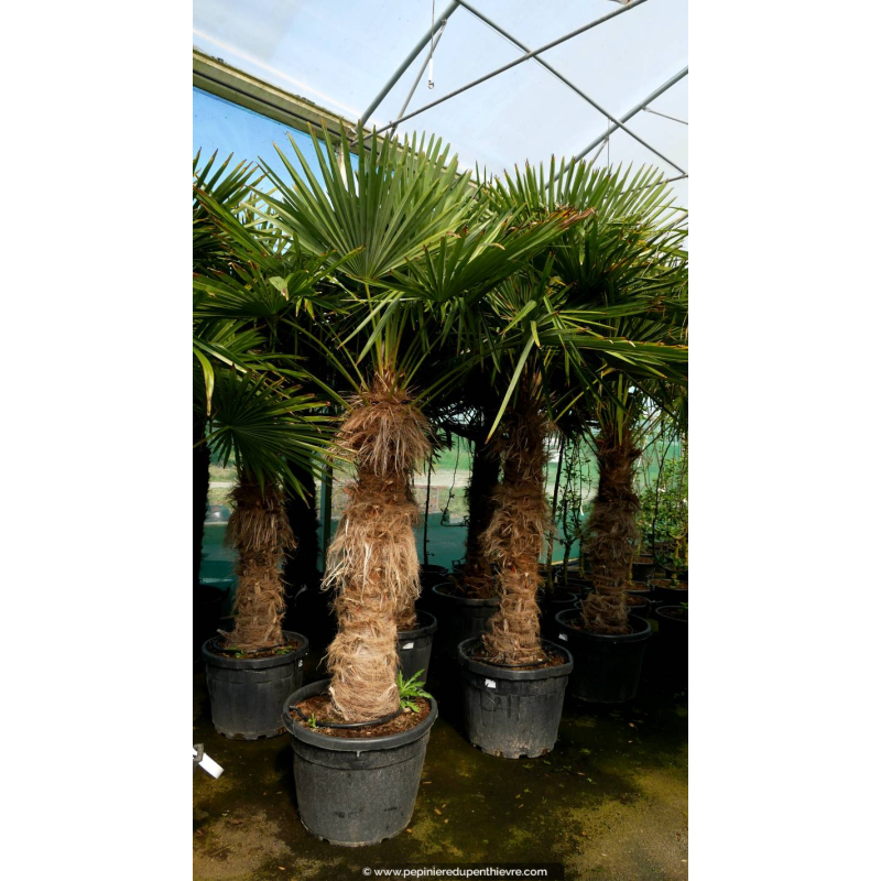 TRACHYCARPUS fortunei 'Tronc 120/140'