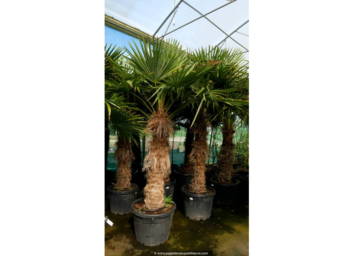 TRACHYCARPUS fortunei 'Tronc 120/140'