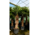 TRACHYCARPUS fortunei 'Tronc 120/140' TRACHYCARPUS fortunei 'Tronc 120/140'
