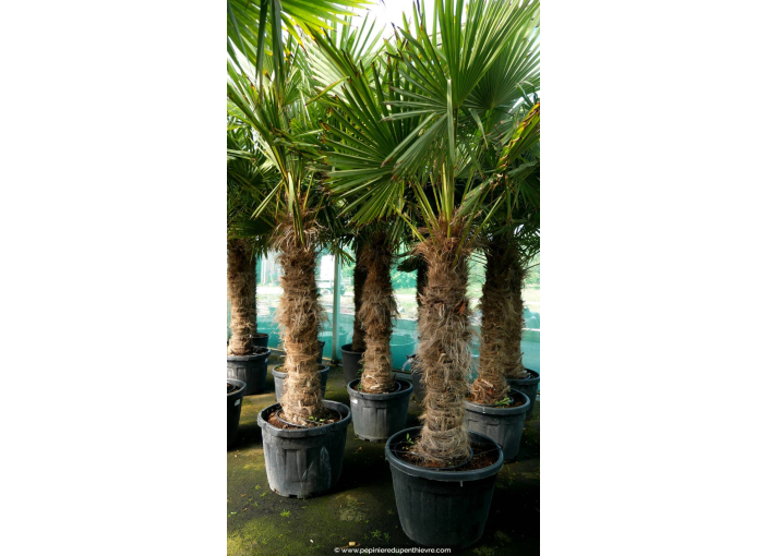 TRACHYCARPUS fortunei 'Tronc 120/140' TRACHYCARPUS fortunei 'Tronc 120/140'