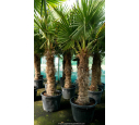 TRACHYCARPUS fortunei 'Tronc 120/140' TRACHYCARPUS fortunei 'Tronc 120/140'