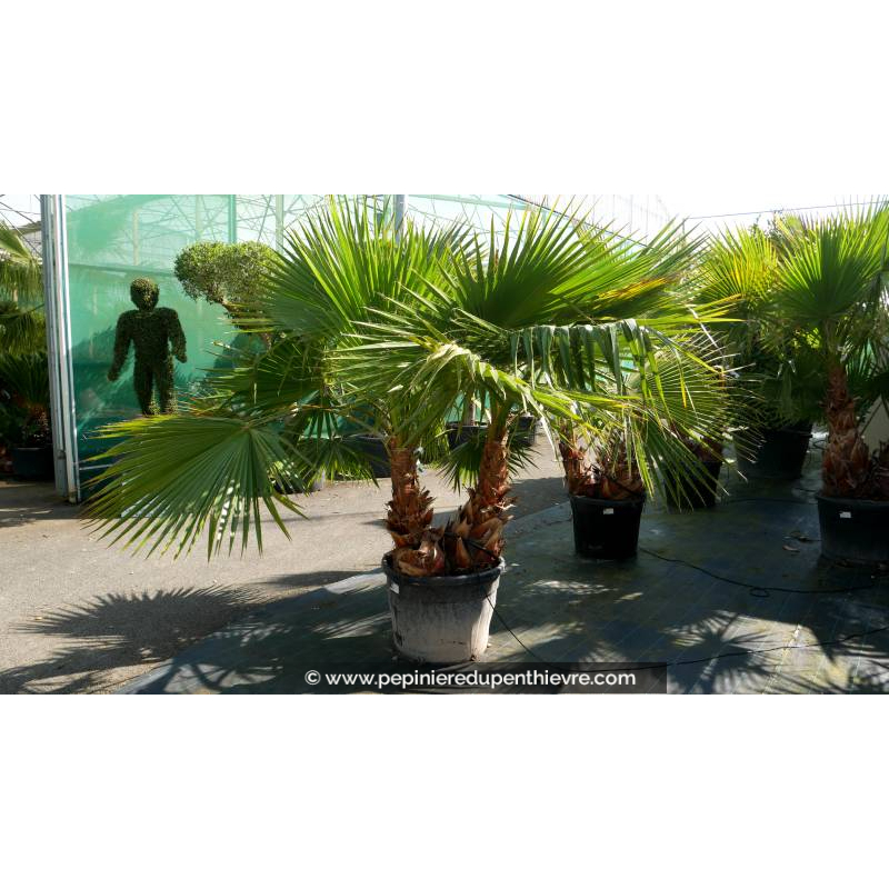 WASHINGTONIA robusta 'Cépée 125/150', Palmier - Pépinière du Penthièvre
