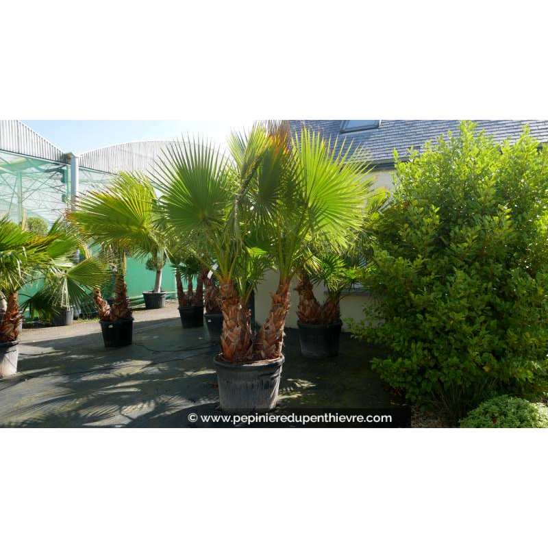WASHINGTONIA robusta 'Cépée 150/200'