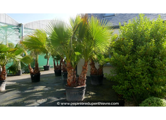 WASHINGTONIA robusta 'Cépée 150/200'