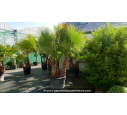 WASHINGTONIA robusta 'Cépée 150/200'