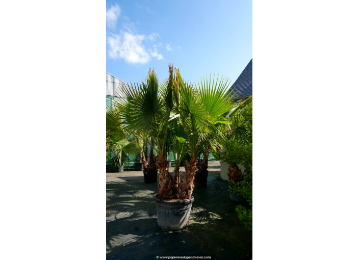 WASHINGTONIA robusta 'Cépée 150/200'