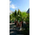 WASHINGTONIA robusta 'Cépée 150/200'